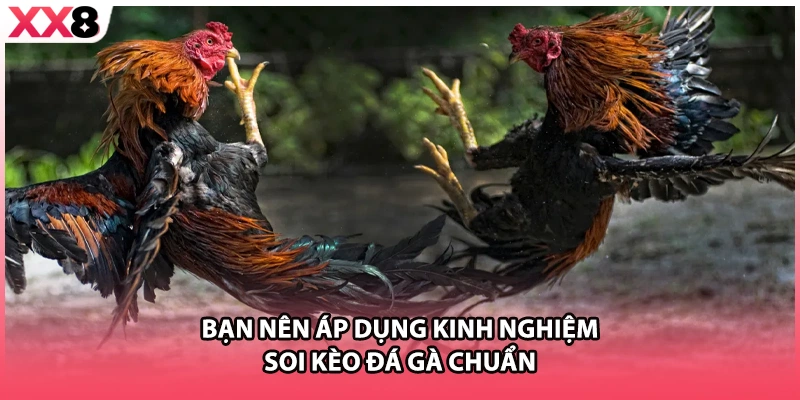 Bạn nên áp dụng kinh nghiệm soi kèo đá gà chuẩn