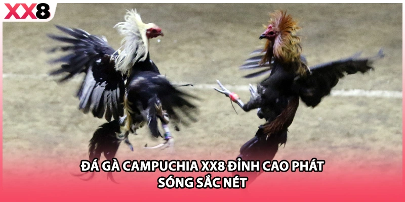 Đá gà Campuchia XX8 đỉnh cao phát sóng sắc nét 