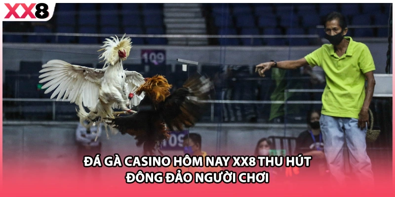 Đá gà casino hôm nay XX8 thu hút đông đảo người chơi.