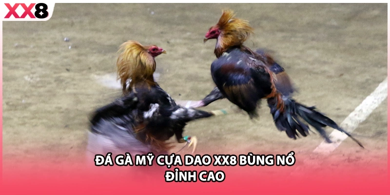 Đá gà Mỹ cựa dao XX8 bùng nổ đỉnh cao 