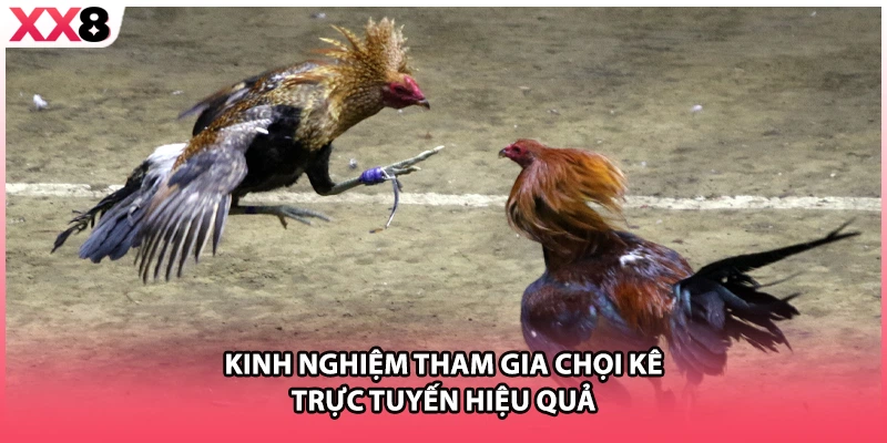 Kinh nghiệm tham gia chọi kê trực tuyến hiệu quả 