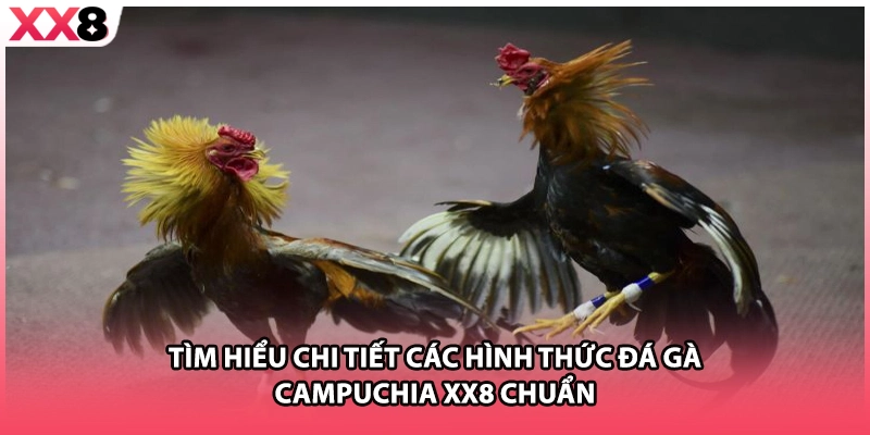 Tìm hiểu chi tiết các hình thức đá gà Campuchia XX8 chuẩn 